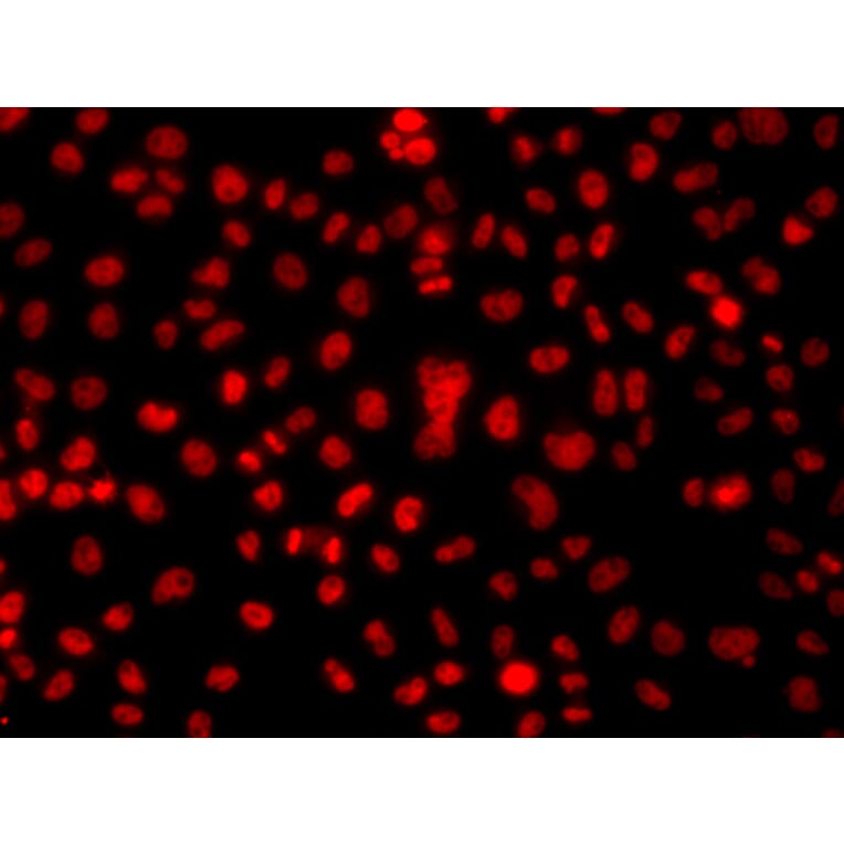 Immunofluorescence - Anti-hnRNP A1 Antibody (A15737) - Antibodies.com