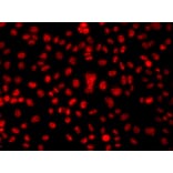 Immunofluorescence - Anti-hnRNP A1 Antibody (A15737) - Antibodies.com