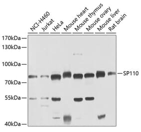 Western Blot - Anti-SP110 Antibody (A15738) - Antibodies.com