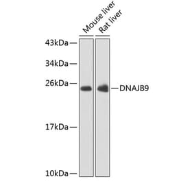 Western Blot - Anti-DNAJB9 Antibody (A15739) - Antibodies.com