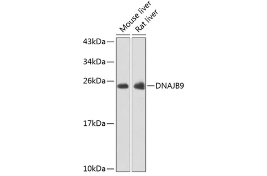 Western Blot - Anti-DNAJB9 Antibody (A15739) - Antibodies.com