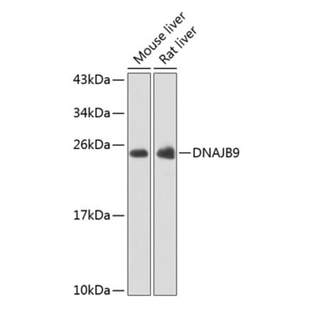 Western Blot - Anti-DNAJB9 Antibody (A15739) - Antibodies.com