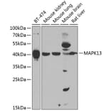 Western Blot - Anti-p38 delta/MAPK13 Antibody (A15741) - Antibodies.com