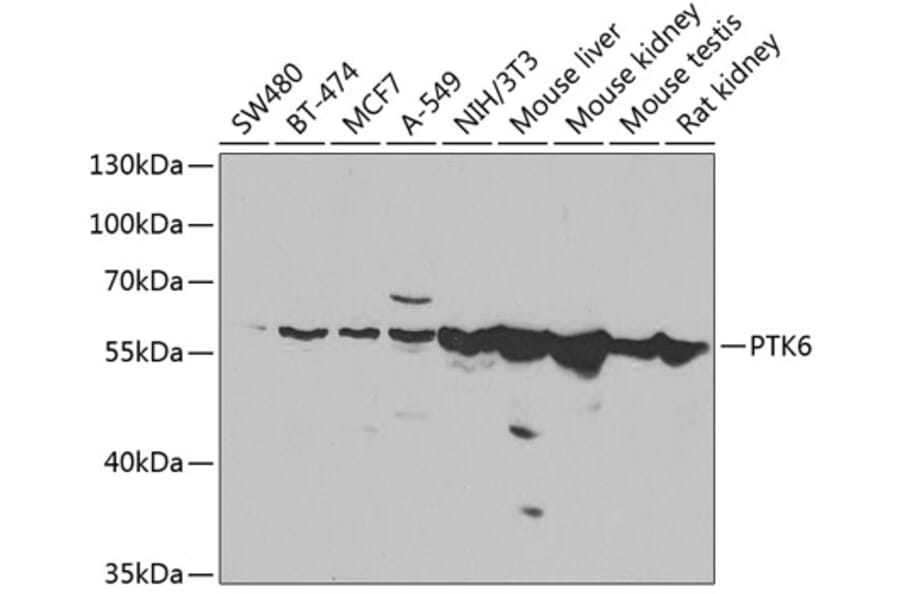 Western Blot - Anti-Brk/PTK6 Antibody (A15742) - Antibodies.com