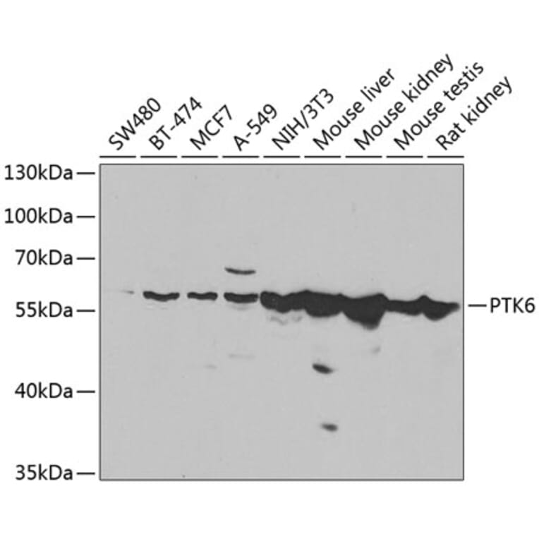 Western Blot - Anti-Brk/PTK6 Antibody (A15742) - Antibodies.com