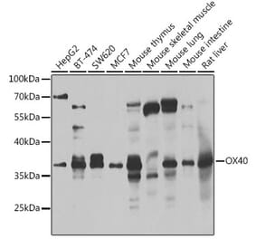 Western Blot - Anti-CD134 / OX40L receptor Antibody (A15744) - Antibodies.com