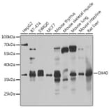 Western Blot - Anti-CD134/OX40L receptor Antibody (A15744) - Antibodies.com