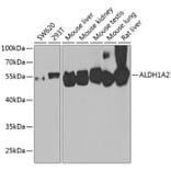 Western Blot - Anti-ALDH1A2 Antibody (A15747) - Antibodies.com