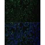 Immunofluorescence - Anti-ALDH1A2 Antibody (A15747) - Antibodies.com