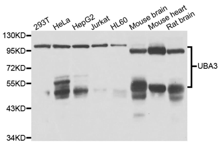 Western Blot - Anti-UBA3 Antibody (A7504) - Antibodies.com