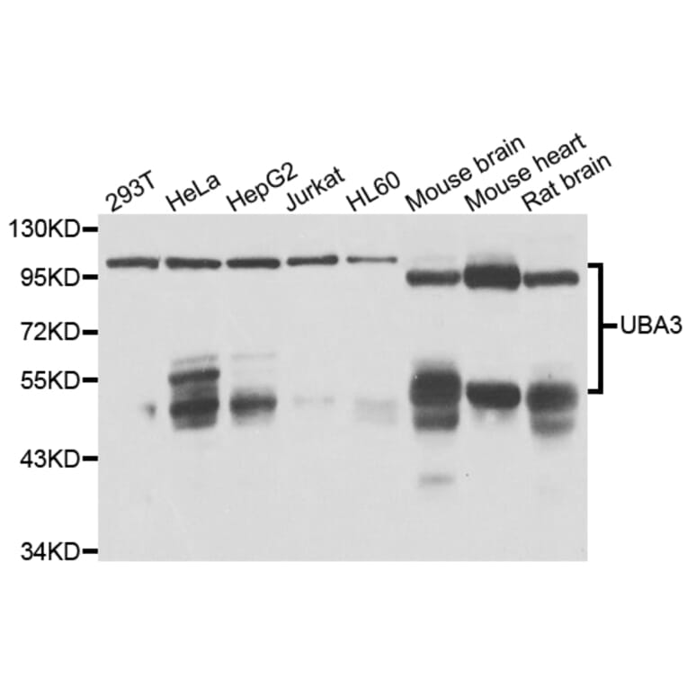 Western Blot - Anti-UBA3 Antibody (A7504) - Antibodies.com