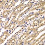 Immunohistochemistry - Anti-UBA3 Antibody (A7504) - Antibodies.com