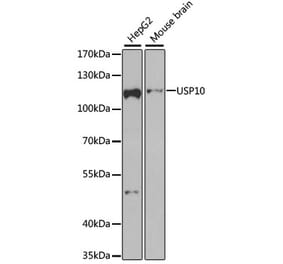 Western Blot - Anti-USP10 Antibody (A15749) - Antibodies.com