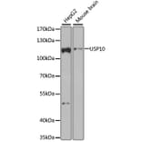 Western Blot - Anti-USP10 Antibody (A15749) - Antibodies.com