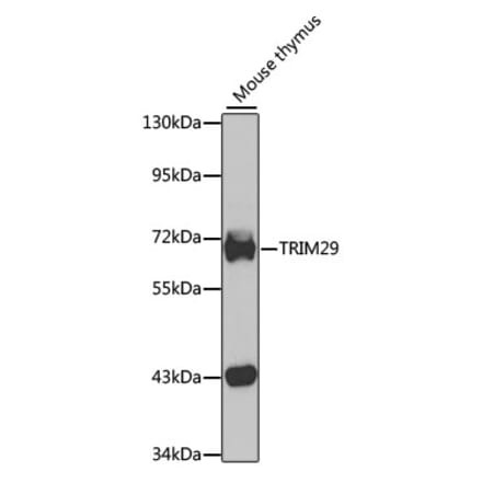 Western Blot - Anti-TRIM29 Antibody (A15751) - Antibodies.com
