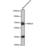 Western Blot - Anti-TRIM29 Antibody (A15751) - Antibodies.com