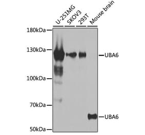Western Blot - Anti-Uba6 Antibody (A15752) - Antibodies.com
