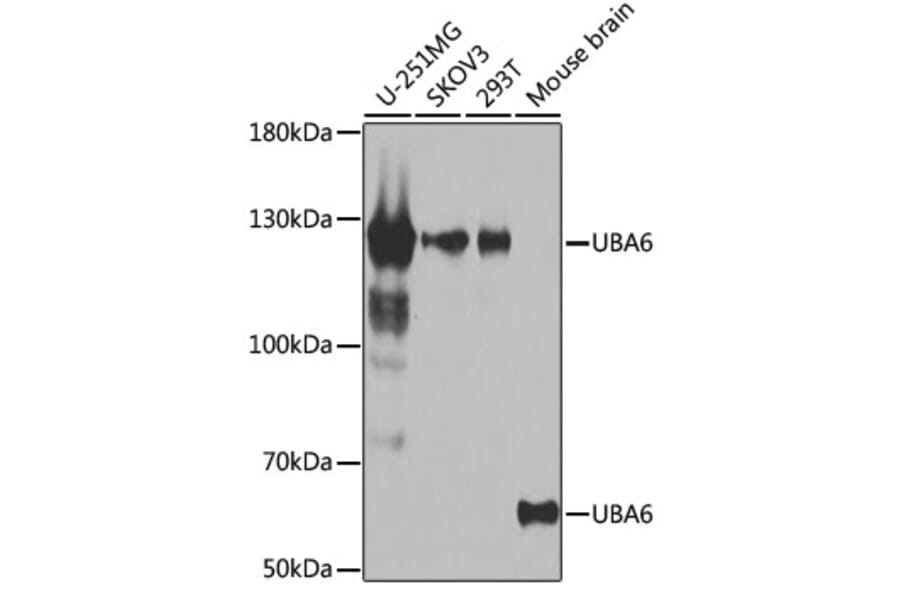 Western Blot - Anti-Uba6 Antibody (A15752) - Antibodies.com