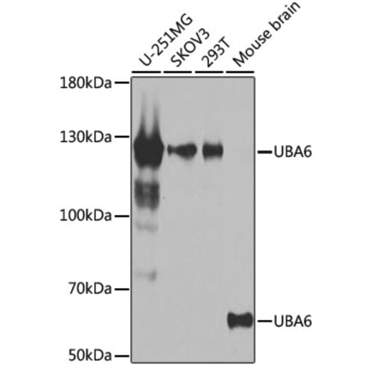 Western Blot - Anti-Uba6 Antibody (A15752) - Antibodies.com