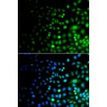 Immunofluorescence - Anti-Uba6 Antibody (A15752) - Antibodies.com