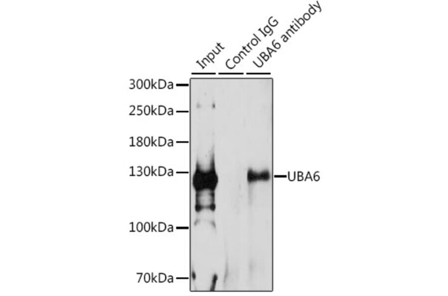 Western Blot - Anti-Uba6 Antibody (A15752) - Antibodies.com