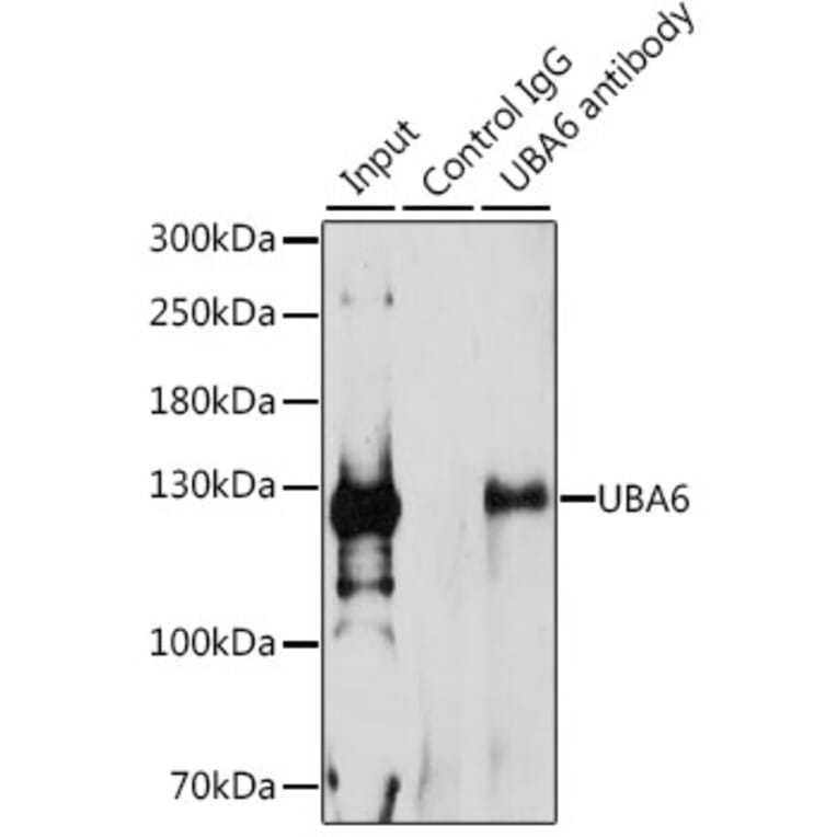 Western Blot - Anti-Uba6 Antibody (A15752) - Antibodies.com