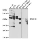 Western Blot - Anti-CAMK1D Antibody (A7512) - Antibodies.com