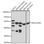 Western Blot - Anti-PIST Antibody (A15754) - Antibodies.com