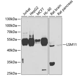 Western Blot - Anti-LSM11 Antibody (A15757) - Antibodies.com