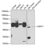 Western Blot - Anti-LSM11 Antibody (A15757) - Antibodies.com