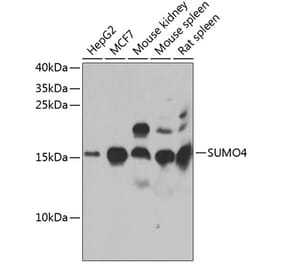 Western Blot - Anti-Sumo4 Antibody (A15758) - Antibodies.com