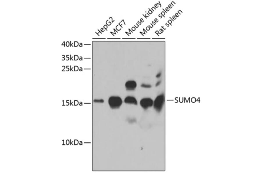 Western Blot - Anti-Sumo4 Antibody (A15758) - Antibodies.com