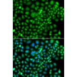 Immunofluorescence - Anti-Sumo4 Antibody (A15758) - Antibodies.com