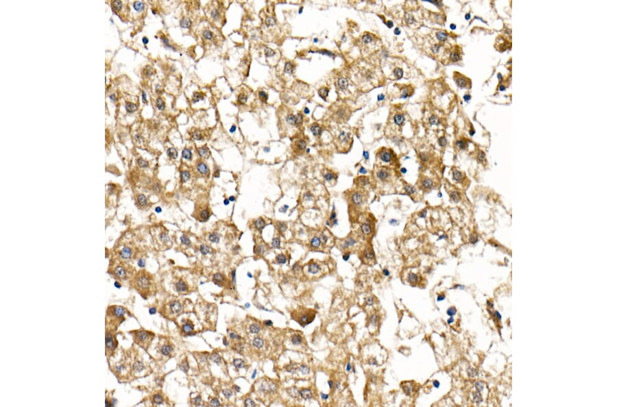 Immunohistochemistry - Anti-SMAD9 Antibody (A15759) - Antibodies.com