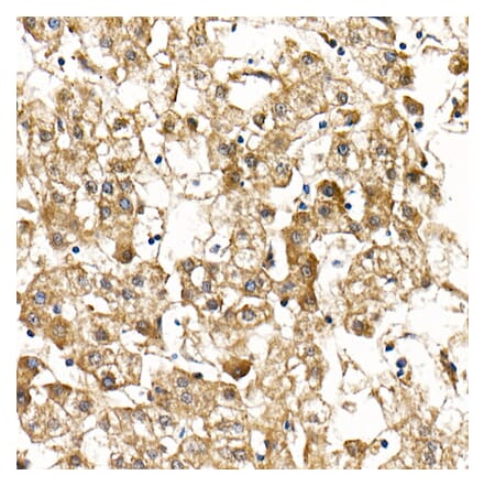 Immunohistochemistry - Anti-SMAD9 Antibody (A15759) - Antibodies.com