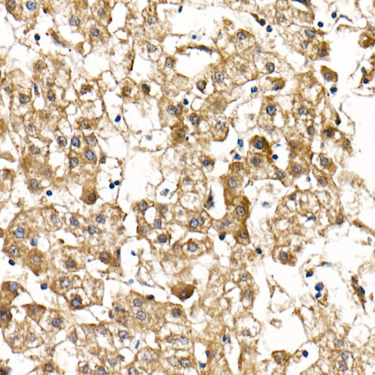 Immunohistochemistry - Anti-SMAD9 Antibody (A15759) - Antibodies.com
