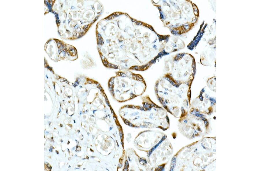 Immunohistochemistry - Anti-SMAD9 Antibody (A15759) - Antibodies.com