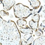 Immunohistochemistry - Anti-SMAD9 Antibody (A15759) - Antibodies.com