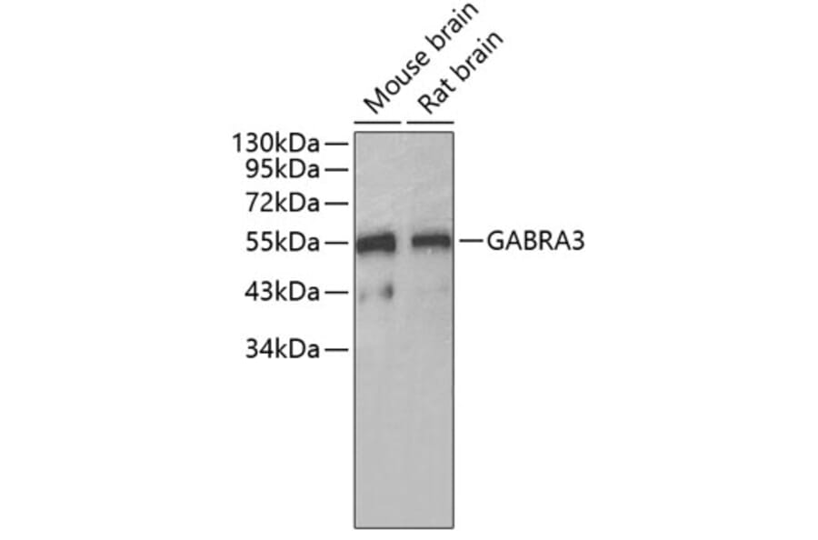 Western Blot - Anti-GABRA3 Antibody (A7522) - Antibodies.com
