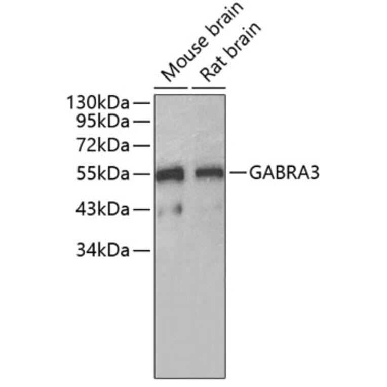 Western Blot - Anti-GABRA3 Antibody (A7522) - Antibodies.com