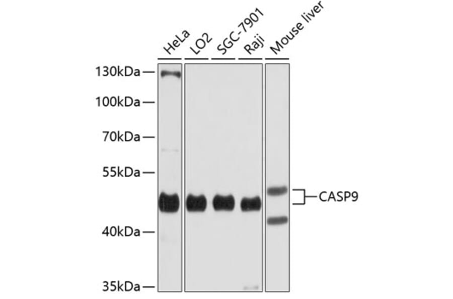 Western Blot - Anti-CASP9 Antibody (A7523) - Antibodies.com