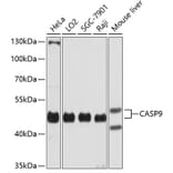 Western Blot - Anti-CASP9 Antibody (A7523) - Antibodies.com