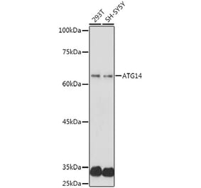 Western Blot - Anti-ATG14L Antibody (A15762) - Antibodies.com