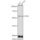 Western Blot - Anti-ATG14L Antibody (A15762) - Antibodies.com