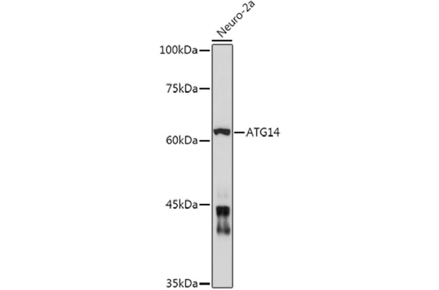 Western Blot - Anti-ATG14L Antibody (A15762) - Antibodies.com