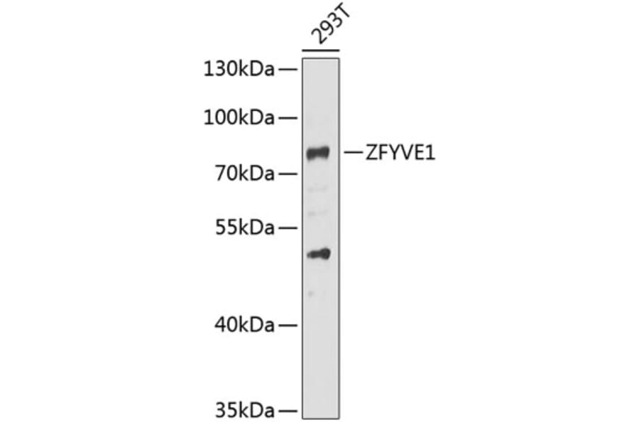 Western Blot - Anti-SR3 Antibody (A15763) - Antibodies.com