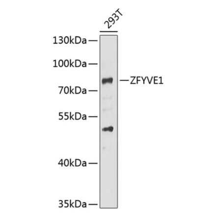 Western Blot - Anti-SR3 Antibody (A15763) - Antibodies.com