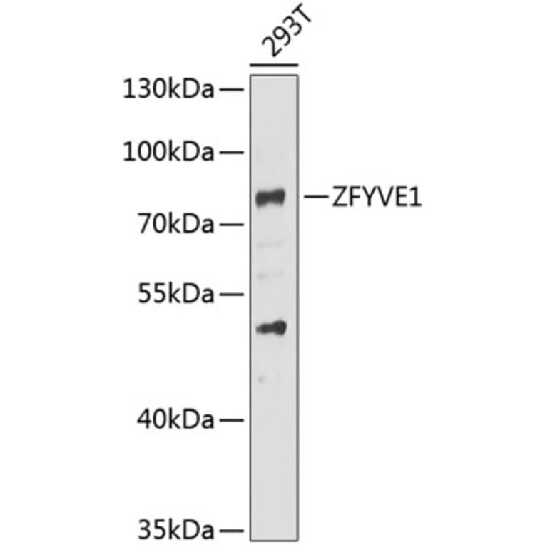 Western Blot - Anti-SR3 Antibody (A15763) - Antibodies.com