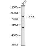 Western Blot - Anti-SR3 Antibody (A15763) - Antibodies.com