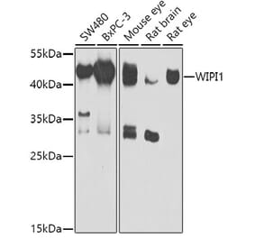 Western Blot - Anti-WIPI1 Antibody (A15764) - Antibodies.com